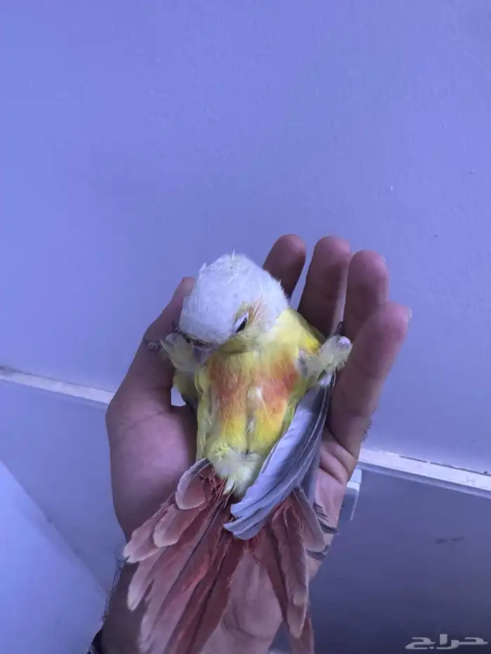 فرح كنيور اليف وهدد. تم البيع 4