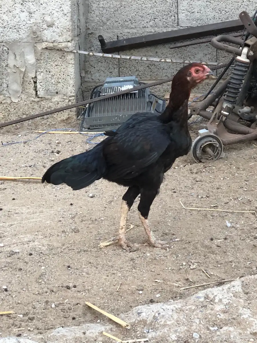 للبيع دجاج سندي 5