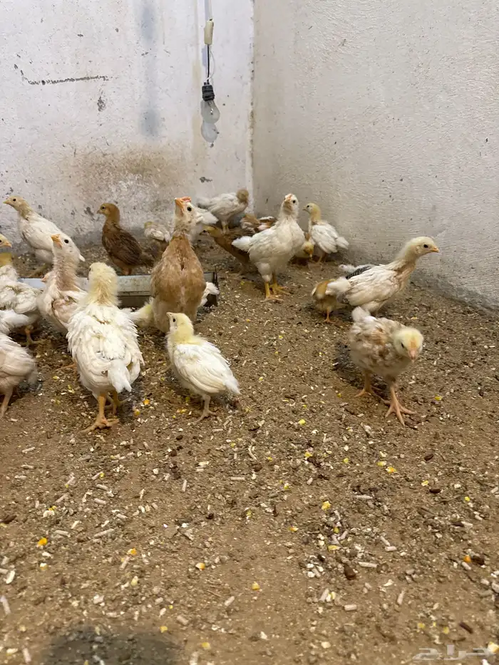 صوص لوهمان براون بيور 120 0