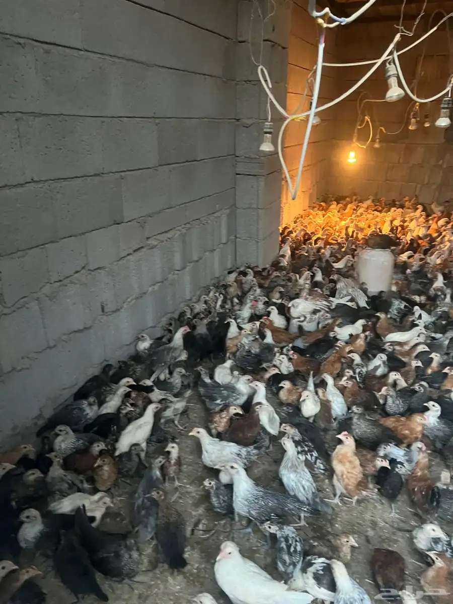 دجاج 7