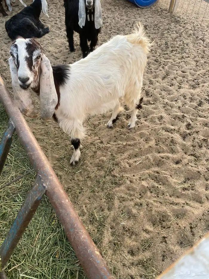 تيوس عوارض 4