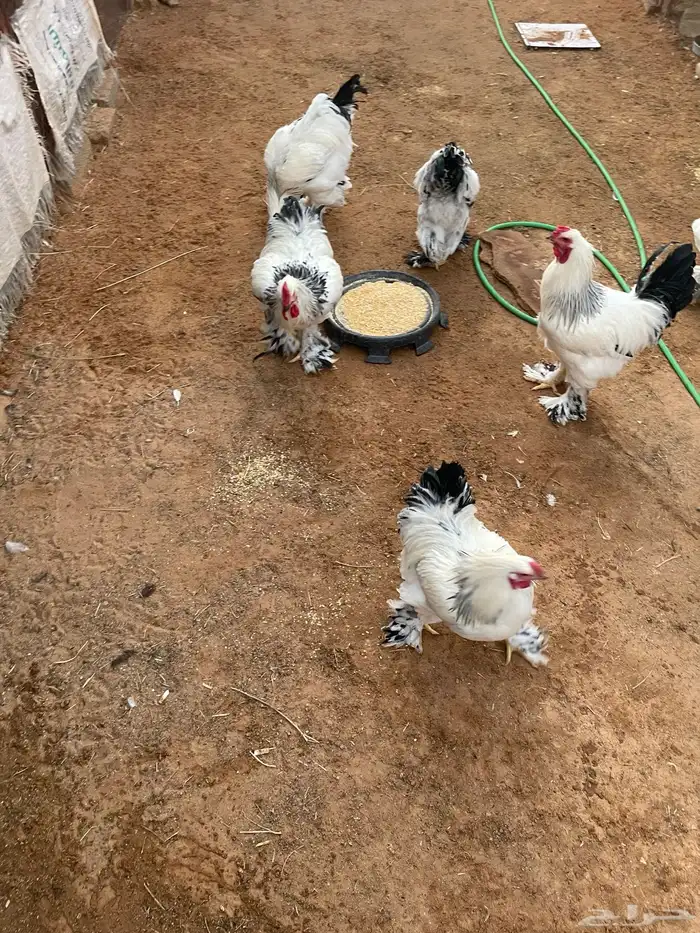 ديوك برأهما كولمبي 0