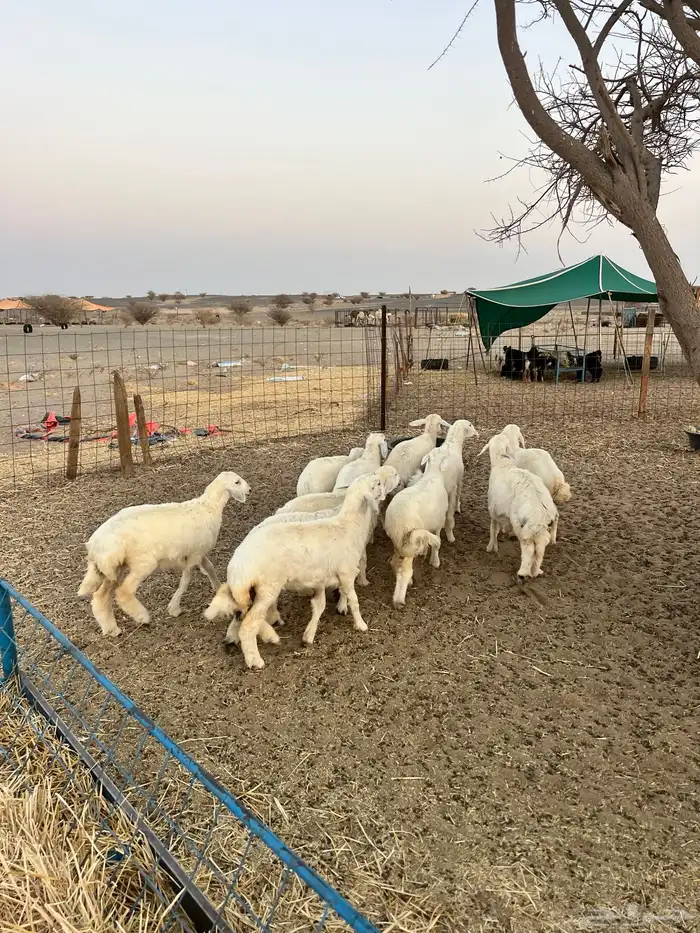 رخال تأسيس مراح واحد 21