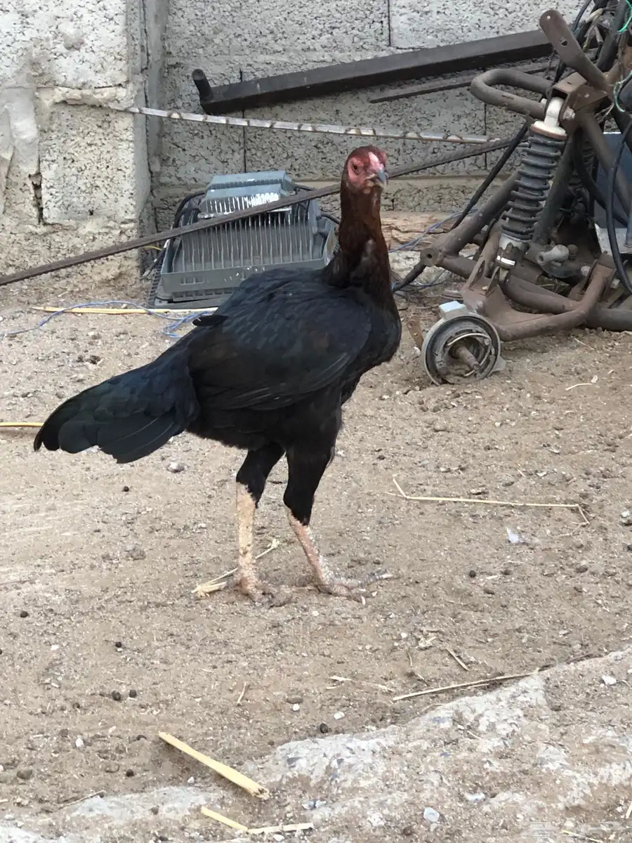 للبيع دجاج سندي 2