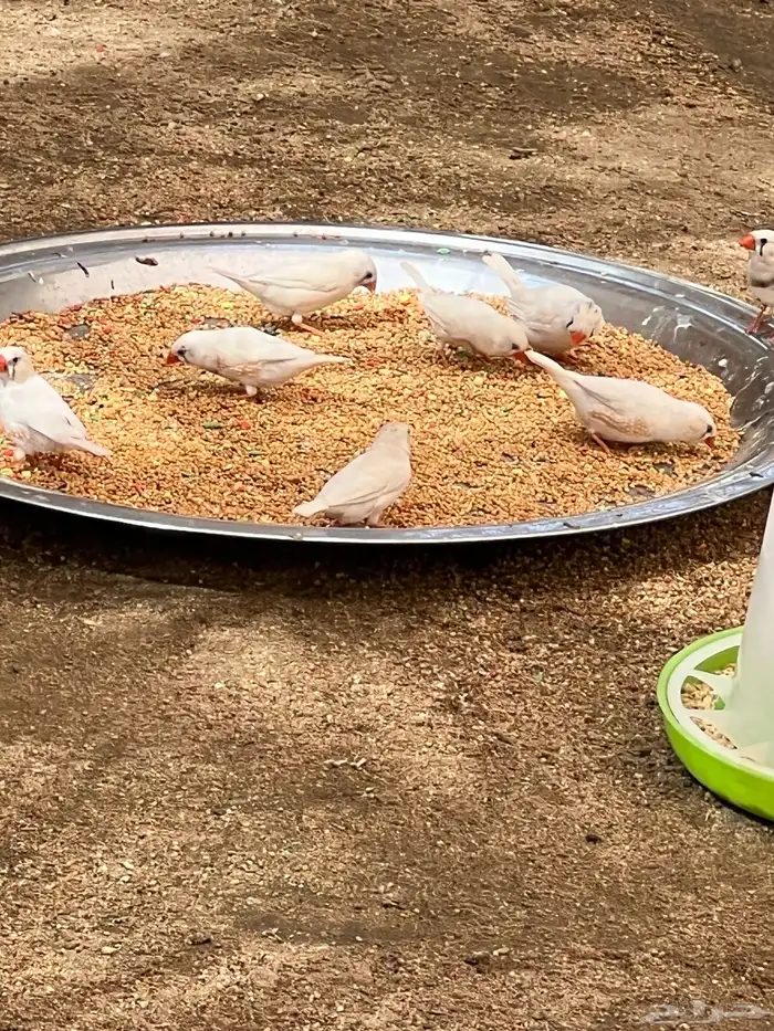 زيبرا منتج 3