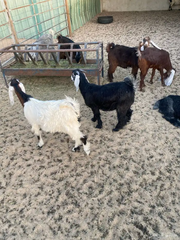 تيوس عوارض 0