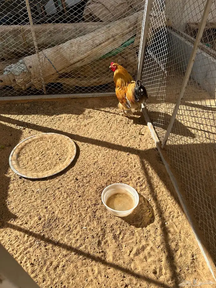 ديك براهما 1