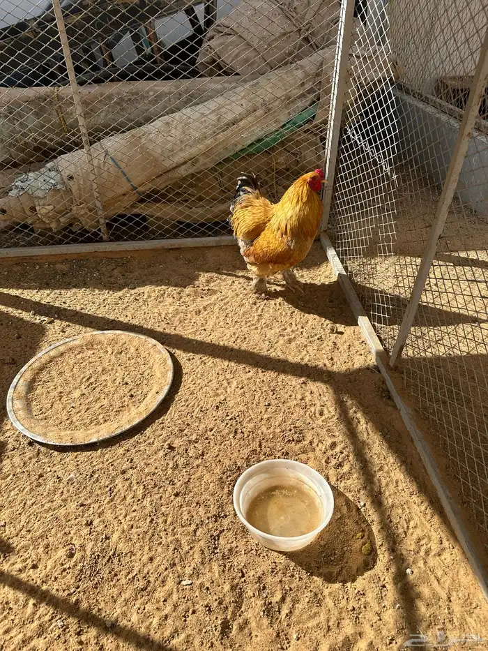 ديك براهما 0
