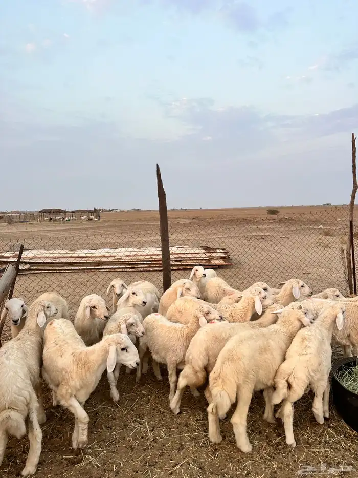 بهم ( تم البيع ) 3