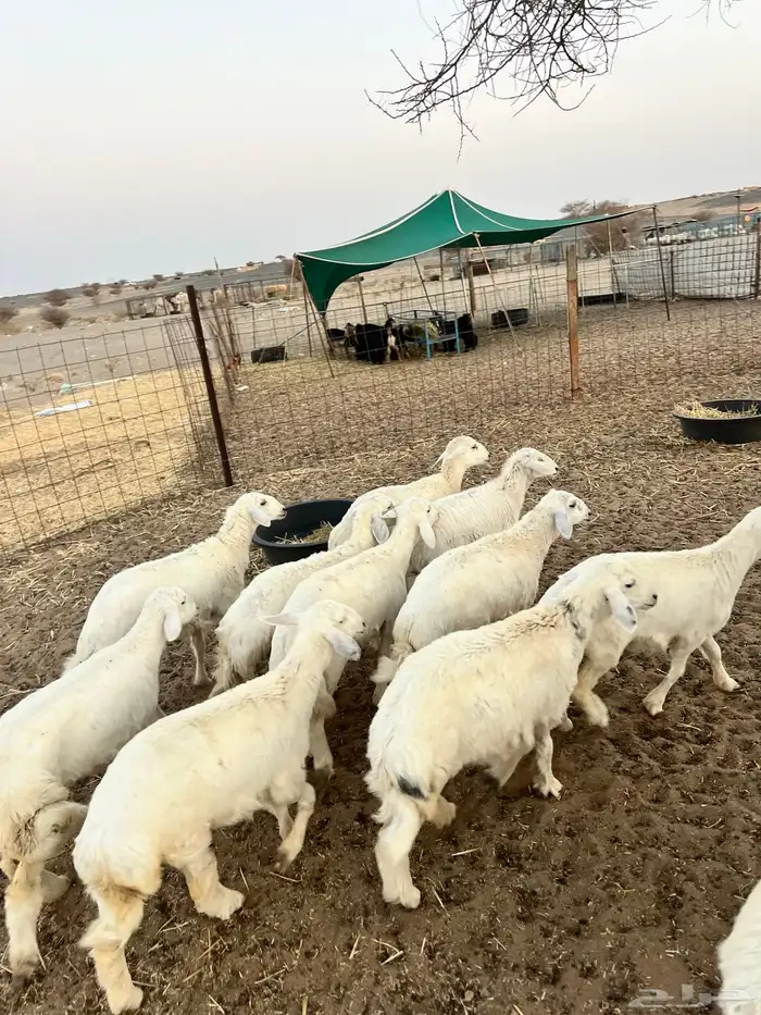 رخال تأسيس مراح واحد 15