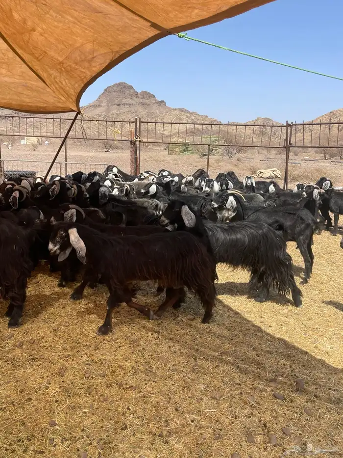 معزا ( تم البيع ) 9