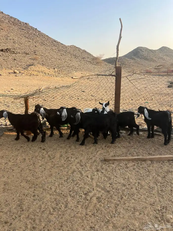 تيوس عوارض 1