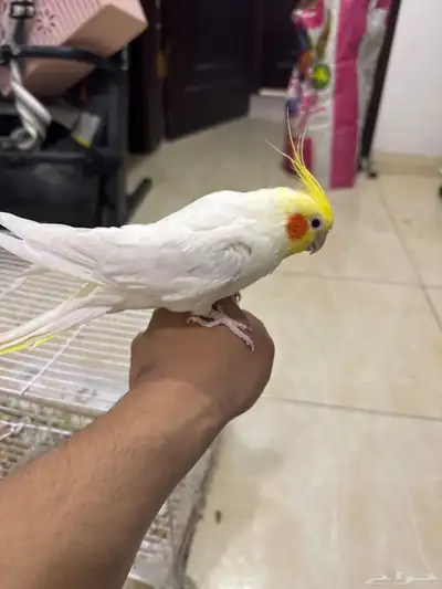 كروان ذكور اليف متكلم 1