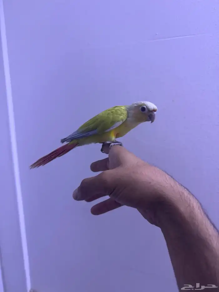 فرح كنيور اليف وهدد. تم البيع 10