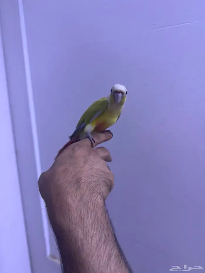 فرح كنيور اليف وهدد. تم البيع 7