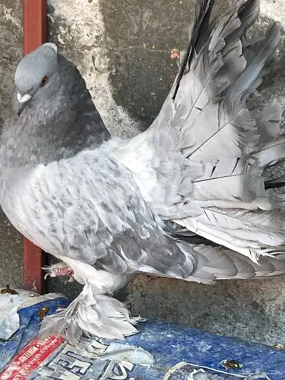 للبيع حمام فاخر من الآخر لعدم التفرغ 2