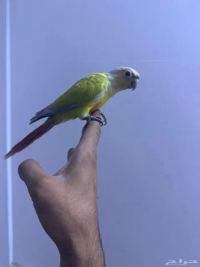 فرح كنيور اليف وهدد. تم البيع 8