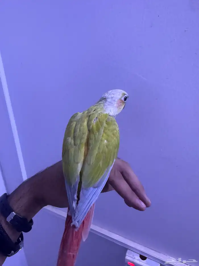 فرح كنيور اليف وهدد. تم البيع 0