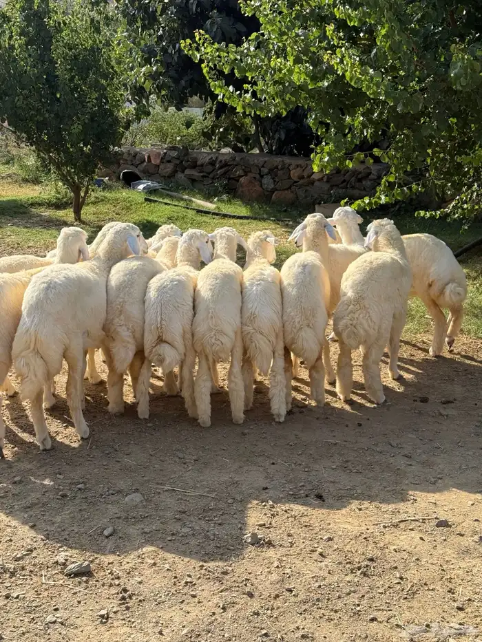 13 رخل فاخرة 9