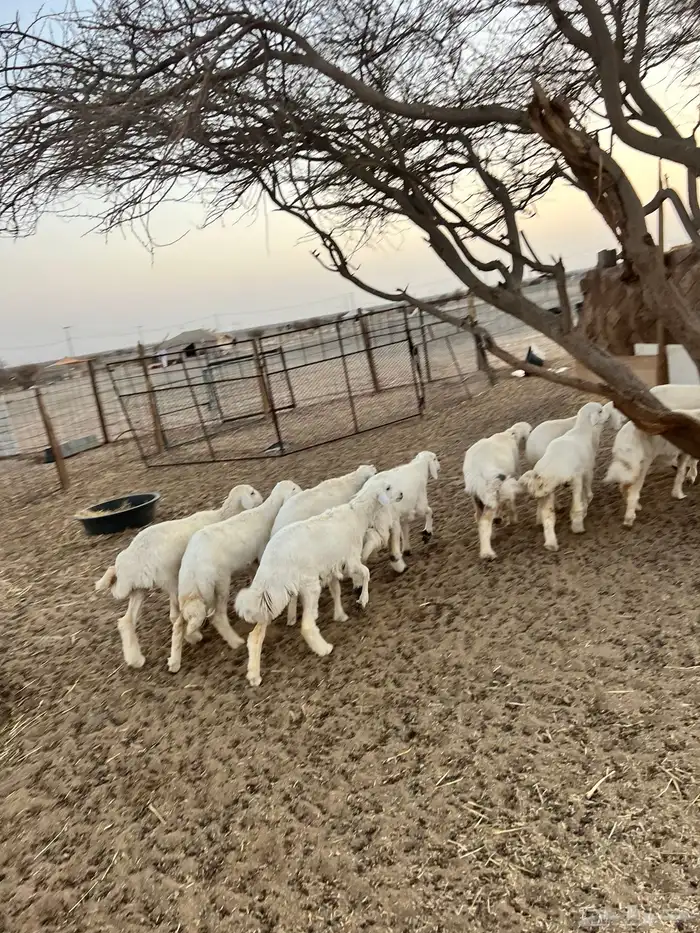 رخال تأسيس مراح واحد 4