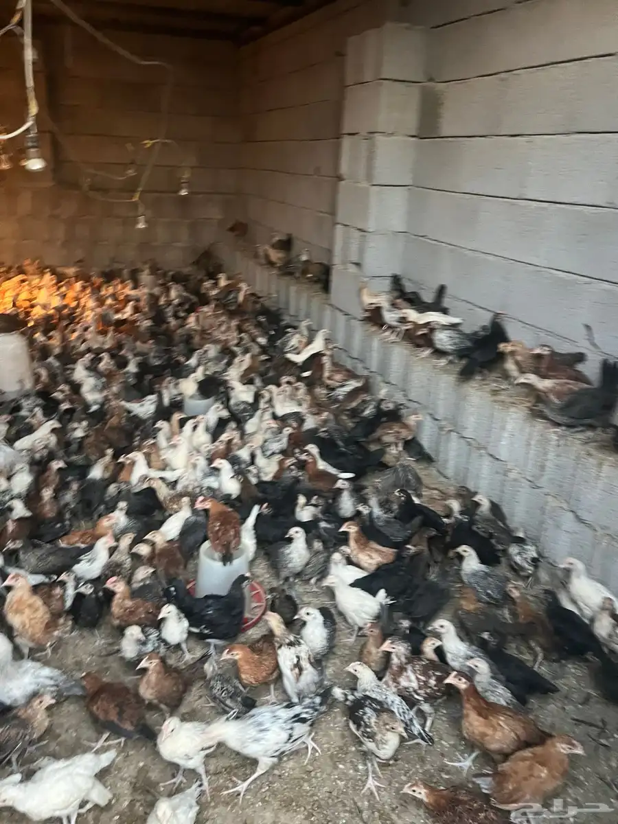 دجاج 5