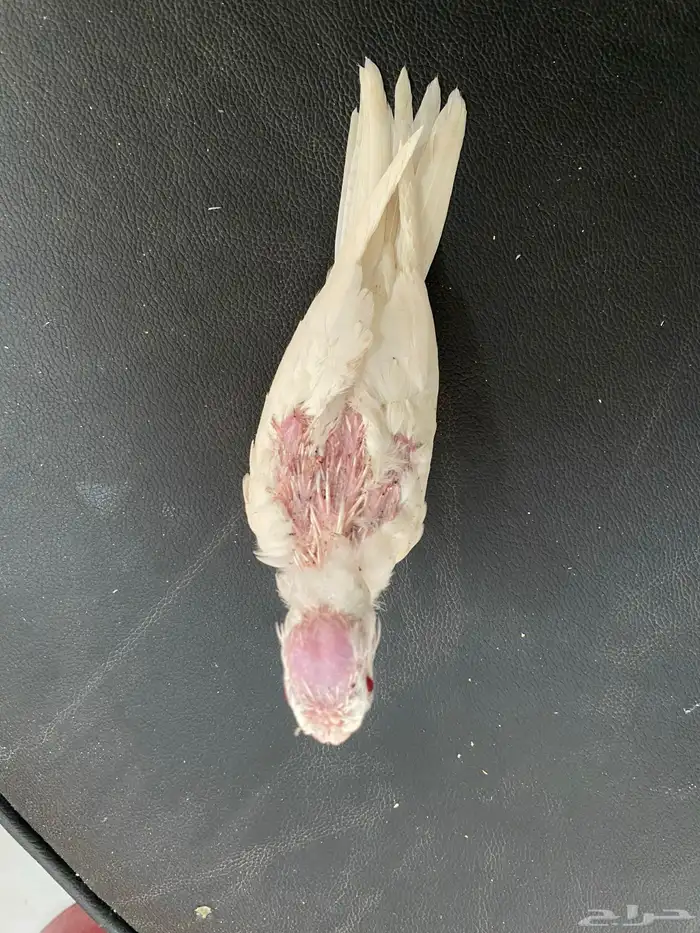 فرخين كروان تم البيع 3