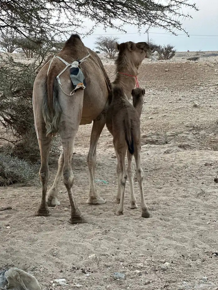 ناقتين خلفات 1