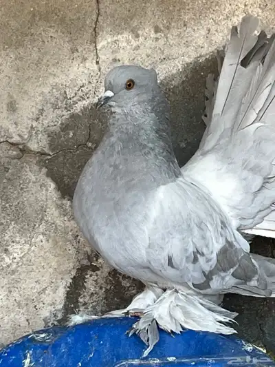 للبيع حمام فاخر من الآخر لعدم التفرغ 1