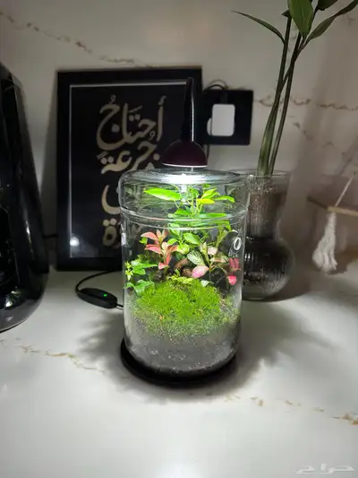 حوض رزاعي متكامل حي بالنباتات تيراريوم 3