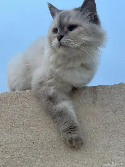 قط ذكر معقم ومطعم 0