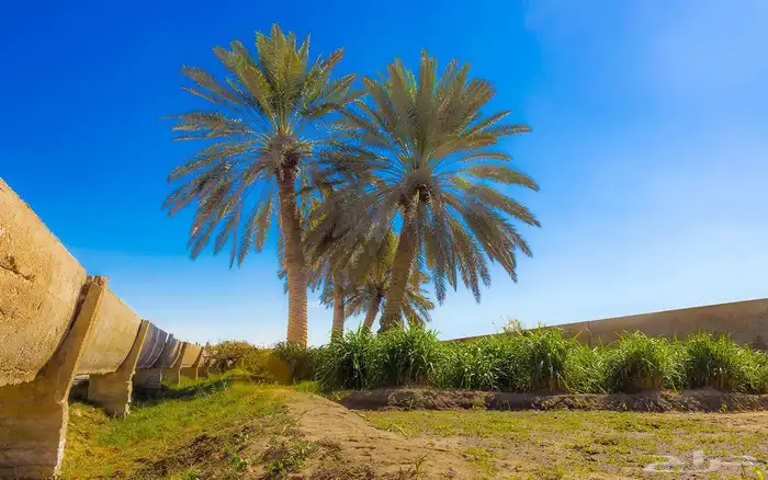 مزرعة على شارع تجاري للإيجار السنوي في ضرماء قريبة من القدية 0