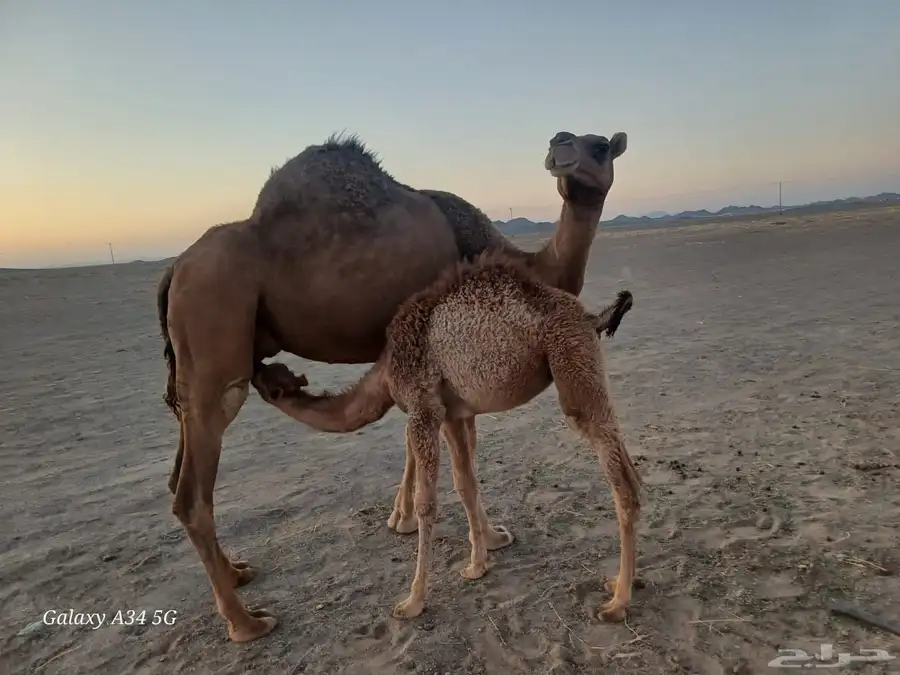 الدهما بوادي الحمض تم البيع 0
