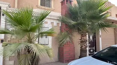 نخل واشنطني 1