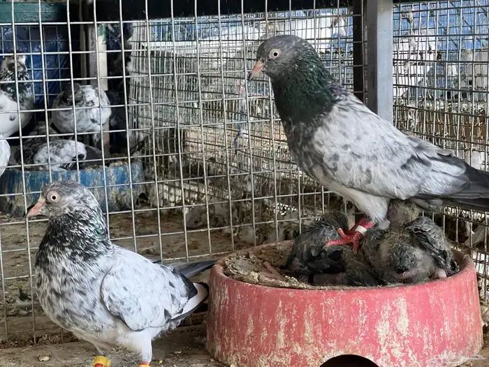 للبيع حمام باكستاني رامبوري 3