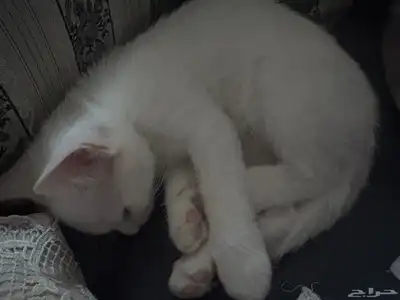 قطه للتبني 1
