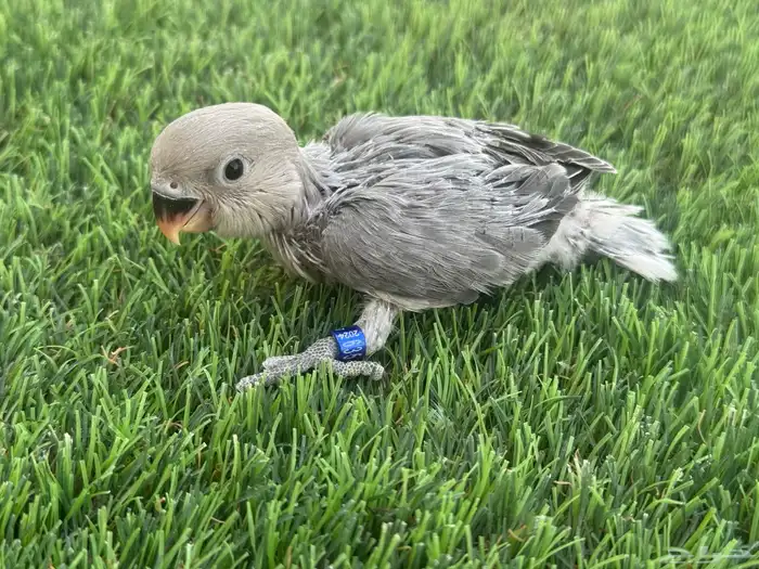 فروخ روز اليفه تقبل الغر 1