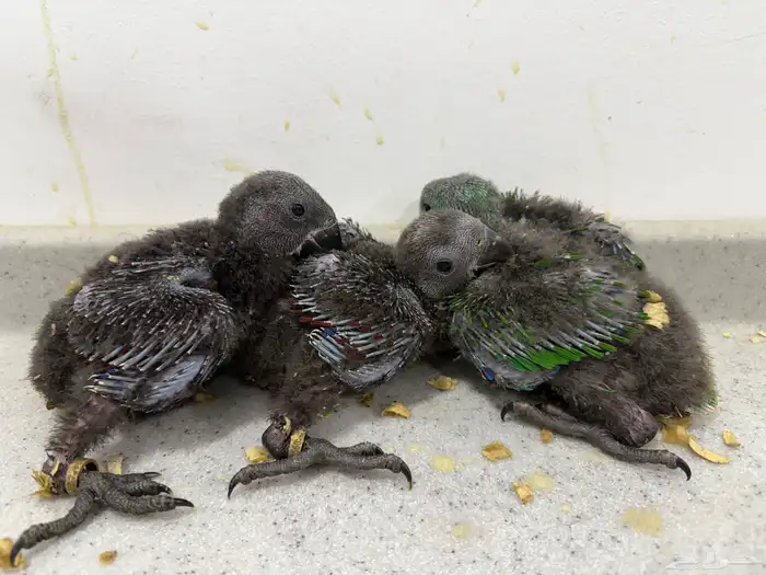 فروخ مكاو وفروخ اكلكتوس ( تم البيع ) 2