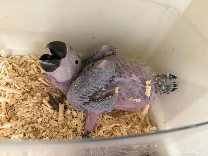 فروخ مكاو وفروخ اكلكتوس ( تم البيع ) 1