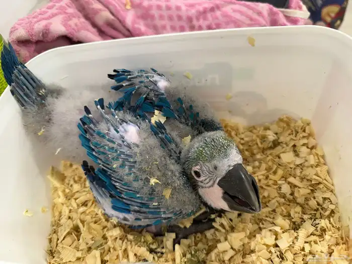 فروخ مكاو وفروخ اكلكتوس ( تم البيع ) 0