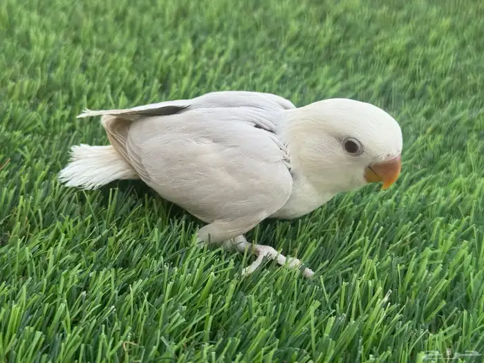 فروخ روز اليفه تقبل الغر 0