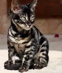 قطط بنغال بلاك لون مميز للبيع متبقي ذكر واحد شهرين 1