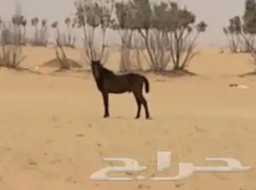 حصان 0