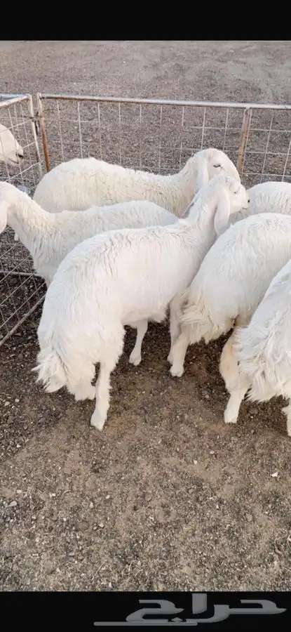 ابو عبدالله لبيع الذبايح 5