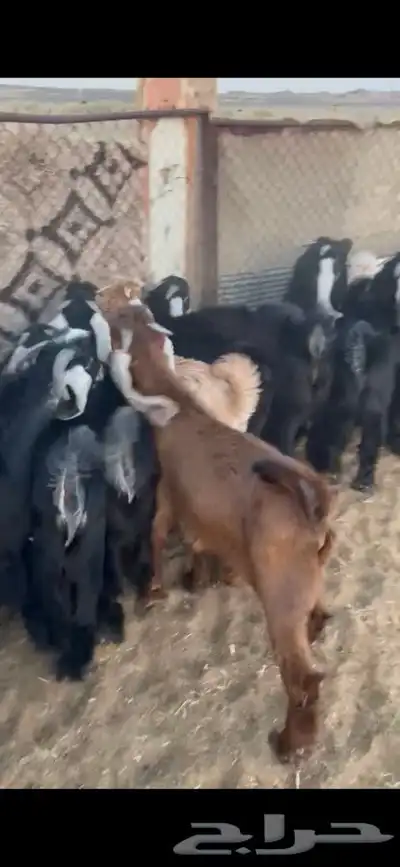 للبيع تيوس بريه ونضيفه شرط مشاءالله تبارك الله كل الاعمار 2