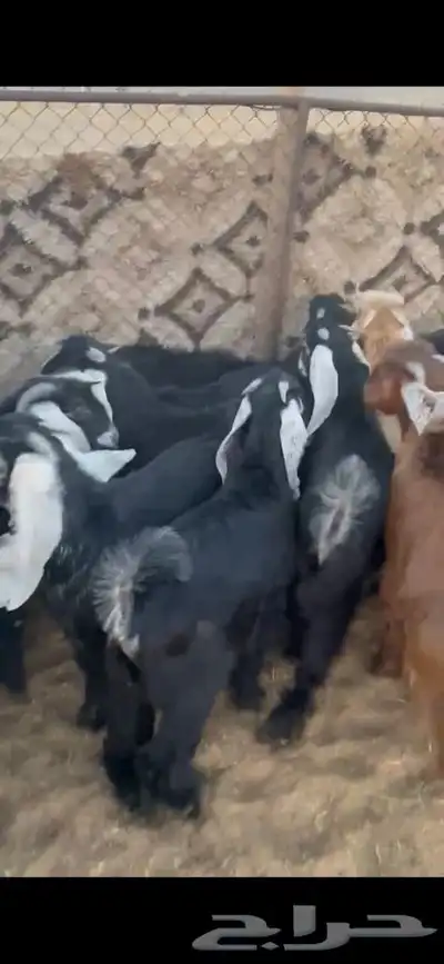 للبيع تيوس بريه ونضيفه شرط مشاءالله تبارك الله كل الاعمار 5