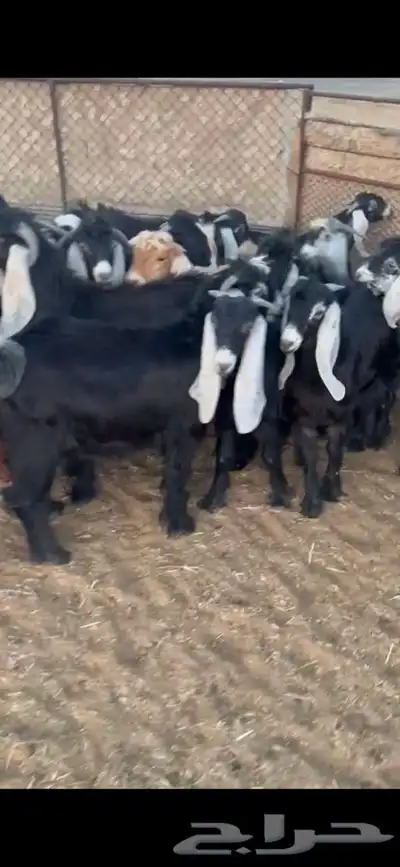 للبيع تيوس بريه ونضيفه شرط مشاءالله تبارك الله كل الاعمار 1