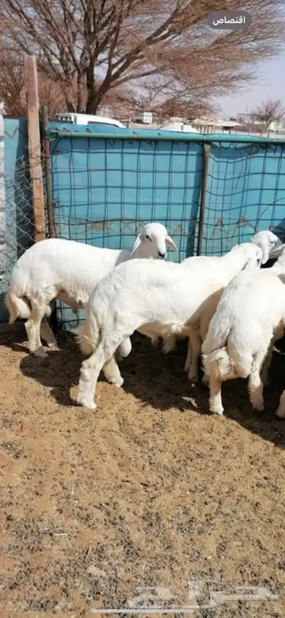 ابو عبدالله لبيع الذبايح 4