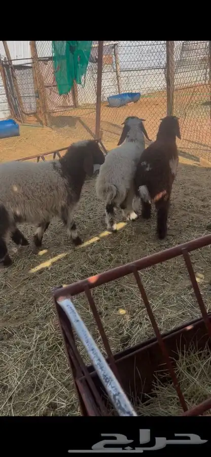 هرافا نعيم 1