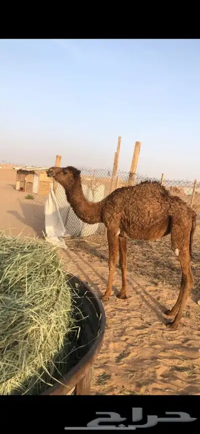 بكره مفروده 1