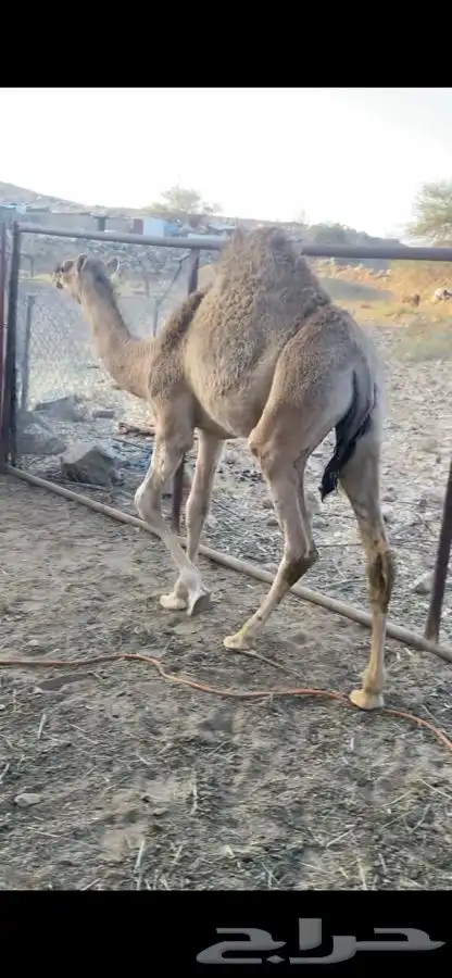 حشوان 2